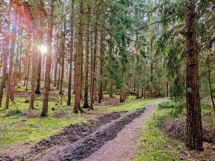 Ein Blick in den Wald des Goethe Erlebniswegs, der von Sonnenstrahlen durchflutet wird